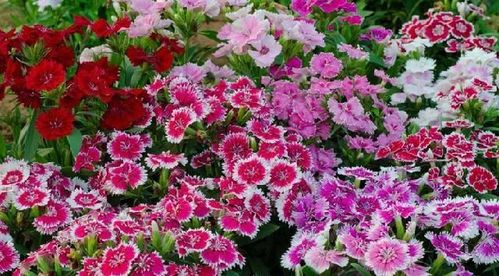 陽臺精品之美國石竹 花香襲人，花態優美的養花入門選擇