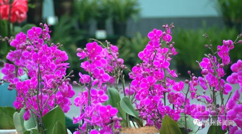 花卉的慶典 自然與生命的華美綻放