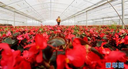 江蘇海安 以科技創(chuàng)新領(lǐng)跑現(xiàn)代農(nóng)業(yè)，水果產(chǎn)業(yè)邁向智慧化