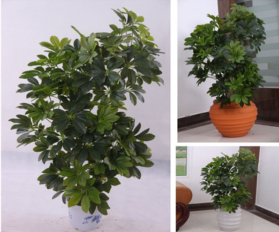 北京綠植花卉租賃指南 一站式服務(wù)與費(fèi)用解析