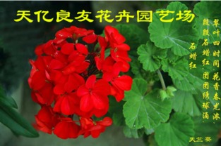 銀葉菊、醉蝶花與繁星花市場概覽及水果行業(yè)觀察