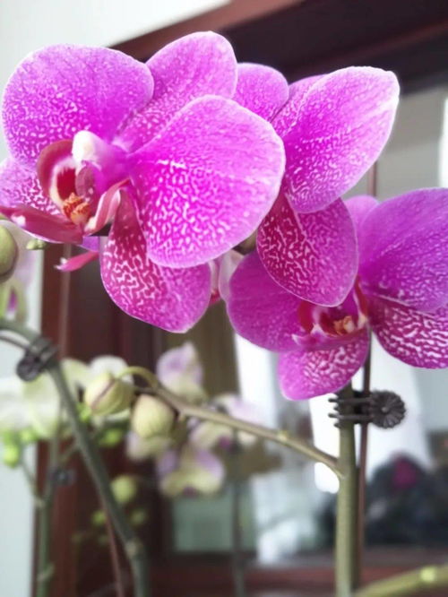 和潤農(nóng)業(yè)精品花卉與當(dāng)季水果火熱同步銷售